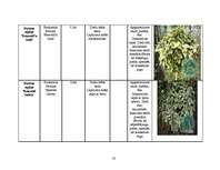 Referāts 'Vīteņaugi, ziemcietes, viengadīgie lakstaugi, lapu un skuju kokaugi', 20.