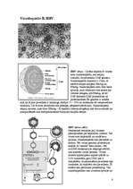 Referāts 'Vīrushepatīti', 6.