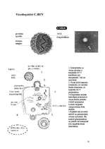 Referāts 'Vīrushepatīti', 10.