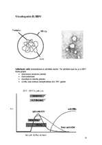 Referāts 'Vīrushepatīti', 14.