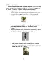 Referāts 'Telpaugu nozīme viesmīlības atmosfēras radīšanā', 9.