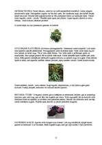 Referāts 'Telpaugu nozīme viesmīlības atmosfēras radīšanā', 12.