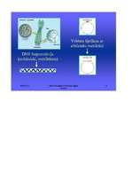 Referāts 'Klonēšana', 7.