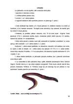 Referāts 'Fobijas', 10.