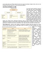 Konspekts 'Konspekts bioloģijā - 2.grāmata', 13.