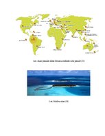 Referāts 'Septiņi jaunie pasaules dabas brīnumi', 33.