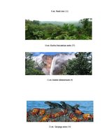 Referāts 'Septiņi jaunie pasaules dabas brīnumi', 36.