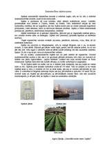 Referāts 'Japāna - uzlēcošās saules zeme', 7.