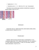 Diplomdarbs 'Nieres audzēju morfoloģiskie varianti un stadiju ietekmējošie faktori', 18.