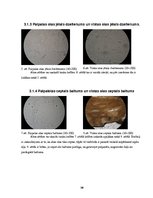 Referāts 'Vistas un paipalas olas', 18.