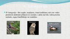 Prezentācija 'Latvijas aizsargājamie putni', 11.