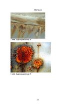 Referāts 'Kuģa korpusa krāsošana kā aizsardzība pret ūdensaugu pielipšanu un koroziju', 10.