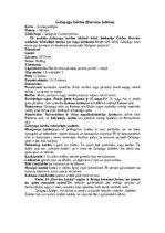 Konspekts 'Žubītes', 4.