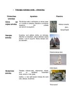 Konspekts 'Tēlotāja māksla', 6.