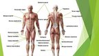 Prezentācija 'The Muscular System', 2.