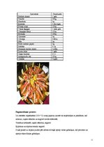 Referāts 'Spāņu tautas virtuve', 11.