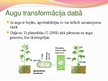 Prezentācija 'Ģenētiski modificēti organismi - kas tie ir un kur tos izmanto', 8.