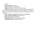 Prakses atskaite 'Prakses dienasgrāmata', 8.