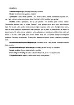 Prakses atskaite 'Prakses dienasgrāmata', 13.