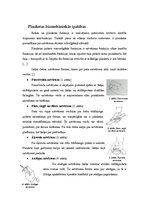 Referāts 'Pirkstu un plaukstas daļas protezēšana', 4.