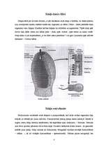 Referāts 'Sūkļi', 4.