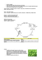 Prezentācija 'Konspekts bioloģijā eksāmeniem', 5.