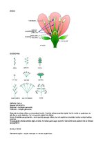 Prezentācija 'Konspekts bioloģijā eksāmeniem', 12.