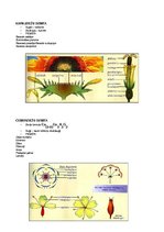 Prezentācija 'Konspekts bioloģijā eksāmeniem', 17.