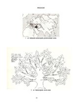 Referāts 'Indoeiropiešu valodu saime', 14.