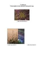 Referāts 'Tūristu ietekme uz Gaujas piekrastes tūristu apmetņu vidi', 29.