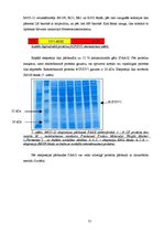 Referāts 'Dengue vīrusa EDIII rajona eksponēšana uz fr apvalka proteīna virsmas', 31.