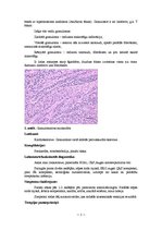 Konspekts 'Kļūdu labojums patoloģijā', 5.