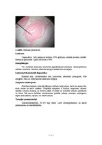 Konspekts 'Kļūdu labojums patoloģijā', 8.