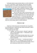 Referāts 'Eļļas augu audzēšanas tehnoloģijas un izmantošana', 23.