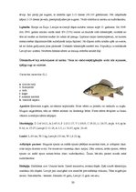 Referāts 'Zivju audzēšanas īpatnības zvejai un atpūtai atklātās ūdenskrātuvēs SIA "Forele ', 33.