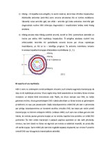 Konspekts 'Vīrusu hepatīts B', 6.