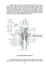 Diplomdarbs 'Speciālie vingrinājumi spēka trīscīņā', 20.
