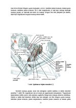 Diplomdarbs 'Speciālie vingrinājumi spēka trīscīņā', 21.
