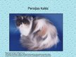 Prezentācija 'Kaķi', 6.