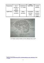 Konspekts 'Atmiņa, tās veidi un pamatprocesi', 8.