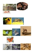 Konspekts 'Nodarbības pirmsskolas vecuma bērniem. Kukaiņi', 12.