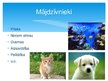 Prezentācija 'Dzīvnieku nozīme cilvēku dzīvē', 7.