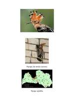 Konspekts 'Pupuķis', 4.