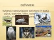 Prezentācija 'Tundra', 6.