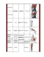 Konspekts 'Gūžas locītavu kustībās iesaistītie muskuļi', 2.