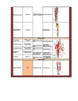 Konspekts 'Gūžas locītavu kustībās iesaistītie muskuļi', 3.
