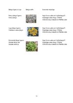 Referāts 'Ķērpji - gaisa tīrības indikatori', 12.