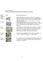 Referāts 'Ķērpji - gaisa tīrības indikatori', 15.