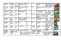 Konspekts 'Viengadīgās puķes', 5.