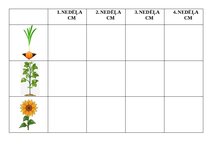 Konspekts 'Tematiskā nodarbība 5-6 g., tēma “Augu dzīves cikls. Zirņi, sīpoli, saulespuķe”', 6.